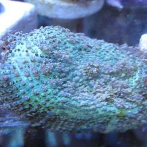 Hairy Mushroom SWE 11 27 09