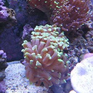 Hammer Shadowz40 01 2009