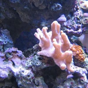 Leather Finger TCMAS Raffle 01 2009