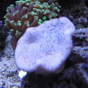 Leather Lobed 08 2008