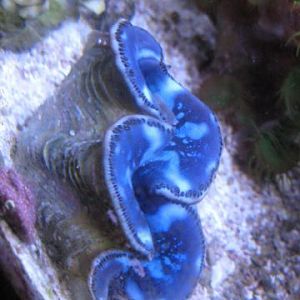 Maxima Clam SWE 11 27 09