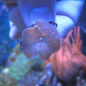 Mushroom Mystery gave to Becky