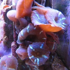 Mushrooms HarMar 01 2008