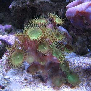 Palythoa Green Button Craigslist 08 2009