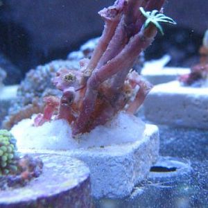 PipeOrgan 2 SWE 11 27 09