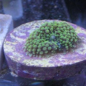 Ricordia Green SWE 11 27 09