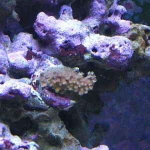 Staghorn CrayonBreaker 09 2008