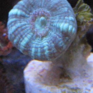 Trumpet SWE 11 27 09