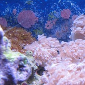 Xenia Pulsing WetWorld 01 2009