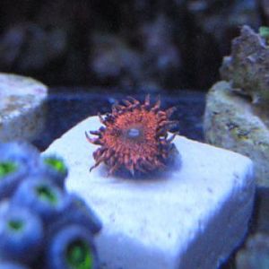Zoa Red Wine Nanofins 11 28 09