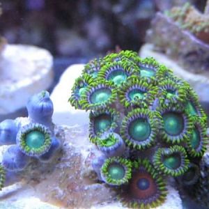 Zoas Sprite SWE 11 27 09