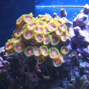 Zoas CrayonBreaker 09 2008