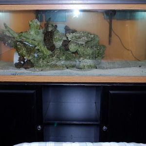 Bedroom 75G now w/ rock!