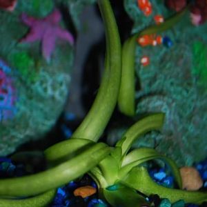 One of the plants in the FW tank