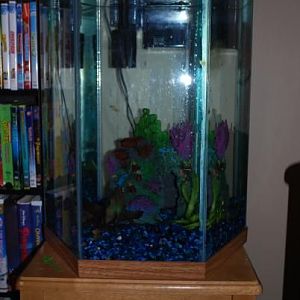 15 G FW tank in my daughter (Ella) 's bedroom