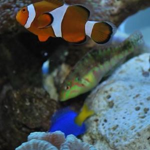 Family photo... Nemo, Becky, Chester