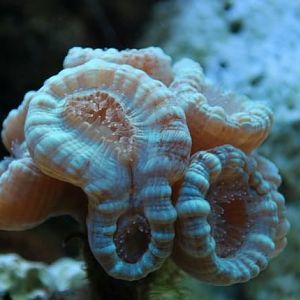 Candy Cane splitting