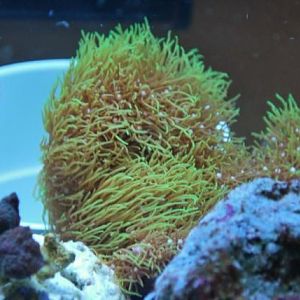 Green Star Polyp open