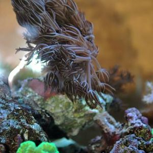 Pulsing Xenia & Neon Candy Cane