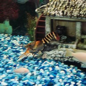 Zebra Lobster. (really a Crawfish) Healthy active, personable and only eats dead fish, dead plants,