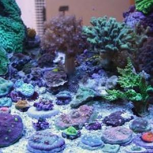 Chalice garden in the front, zoa/paly garden in back