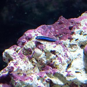 Blue Neon Goby