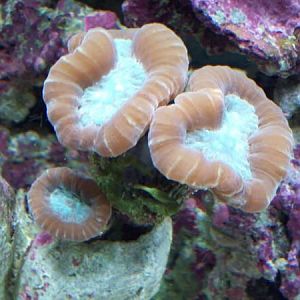 Candy Cane Coral