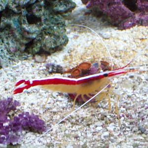 Cleaner Shrimp