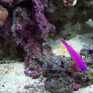 Dottyback