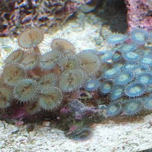 Green and Teal Palys