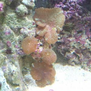 GreenMaroon Mushroom