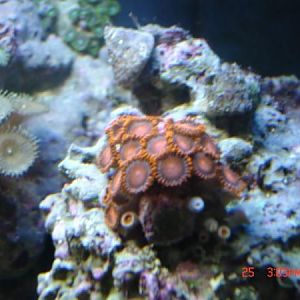 Orange Bambams (right) 

Teal Brownish Palys(Left)

Nuclear Green Zoas (top)