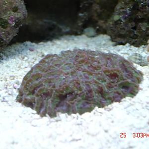 grapevine favite with feeder tentacles