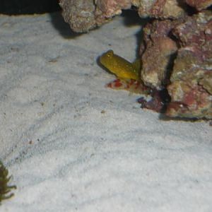 Yellow watchman and candy stripe