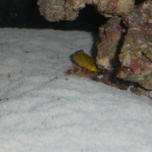 yellow watchman and candy stripe 2