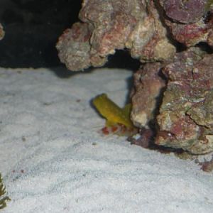 yellow watchman and candy stripe 3