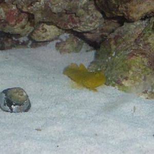 watchman goby