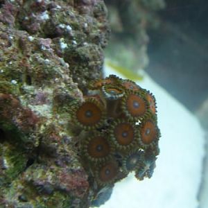 zoas