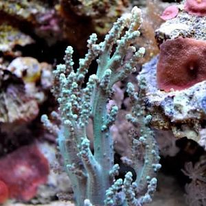 Coral from Dean 1-10