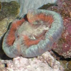 Doc... tell me the truth... am i going to live?