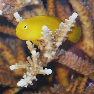 recent tank pics 2.25.10 029