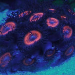 recent tank pics 2.25.10 015