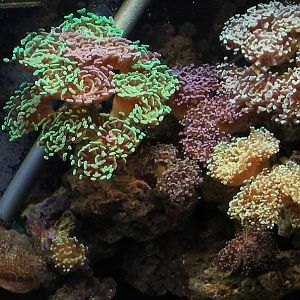 recent tank pics 2.25.10 008