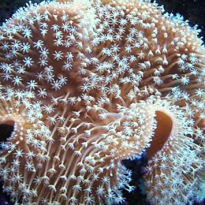 recent tank pics 2.25.10 028