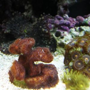 recent tank pics 2.25.10 013