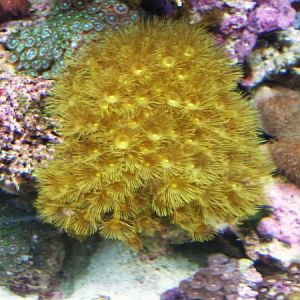 recent tank pics 2.25.10 012