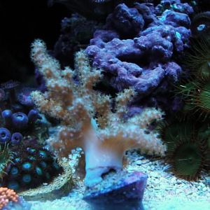 recent tank pics 2.25.10 038