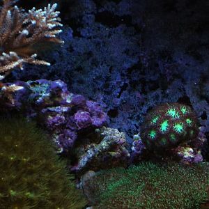 recent tank pics 2.25.10 023