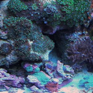 recent tank pics 2.25.10 042