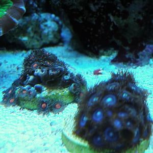 recent tank pics 2.25.10 039